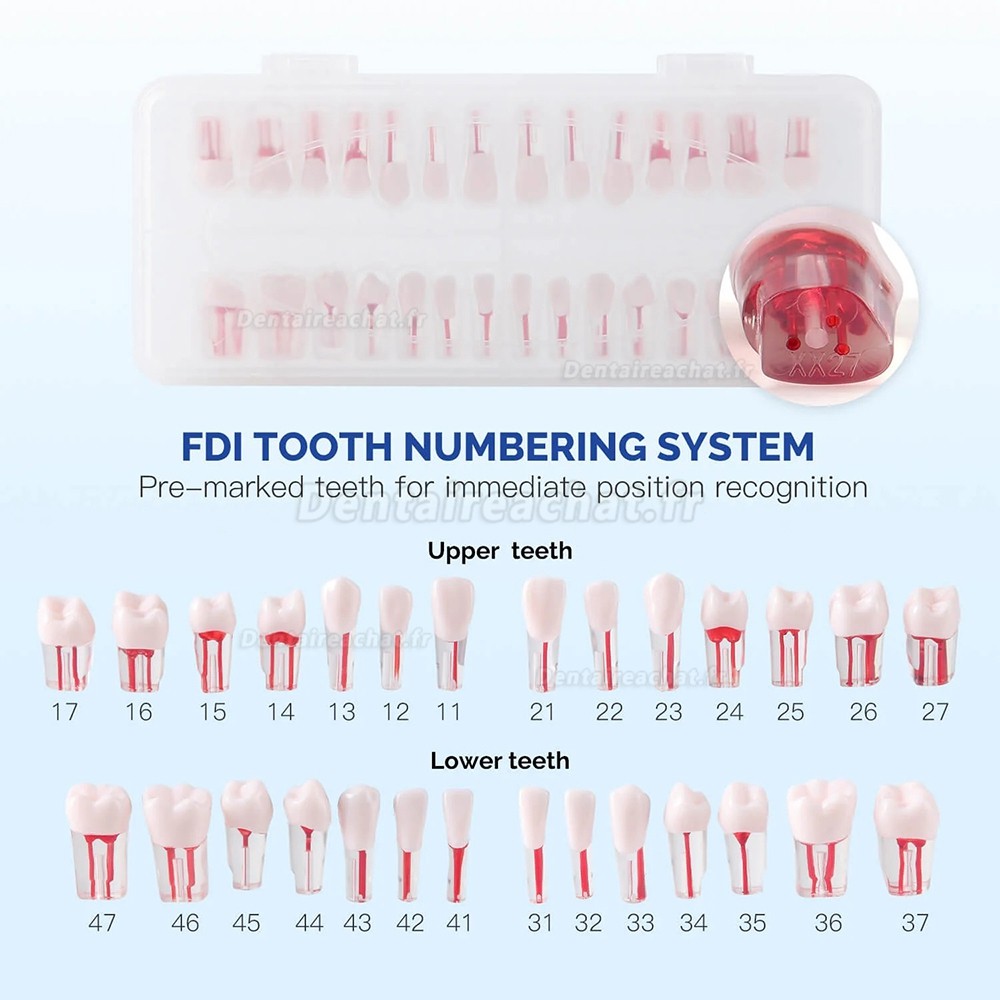 Modèle de dentier typodontique (28 pièces/ensemble), pour la pratique du traitement de canal.